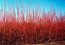 洒金柏 园林绿化中的璀璨明星