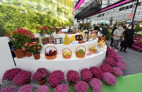 赴一场寻美之旅 2021中国合肥苗交会花卉苗木盛宴