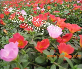 山东优质世纪红鸡冠花供应 口碑草花生产基地的优选