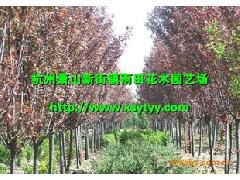 供应优质公路绿化带苗木 红叶李——杭州萧山新街镇雨田花木园艺场可靠之选