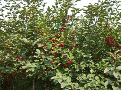 北美海棠的药用价值与盆栽养护