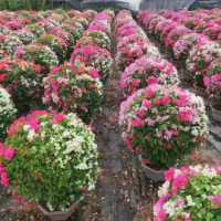 柳州三角梅苗木批发价格及盆栽选购指南