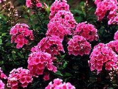 潍坊优惠福禄考供应 青州文霖花卉苗木种植专业合作社的优质之选