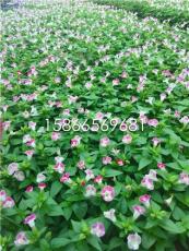 青州绿意，晓敏花卉苗木合作社盆栽绿植精品展示