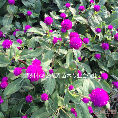 千日紫 园林观赏中的璀璨明珠，多年生草本花卉的魅力