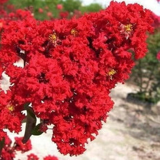 威海盛强园艺 打造花卉苗木的绿色瑰宝