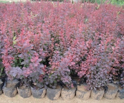 青州森淼花卉园艺场 花卉苗木的绿意王国