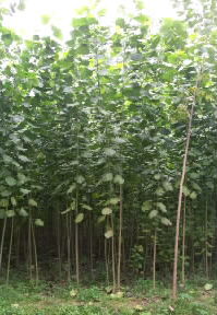 湖南苗木产业的璀璨明珠 花卉苗木与107速生杨01的协同发展