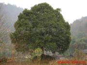 湖北恩南花卉苗木根雕艺术苑 自然与匠心的完美融合