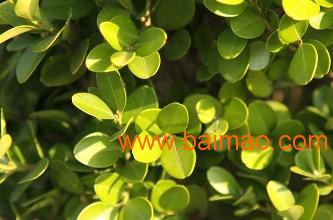 润泽苗木场 山东青州小叶黄杨种植基地与市场行情探析