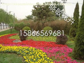 青州市晓敏花卉苗木专业合作社 优质花木供应商，热销盆栽绿植尽在阿土伯网