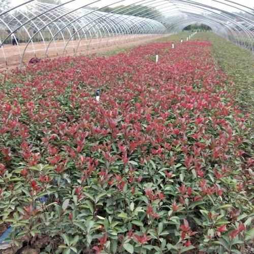 专业价优，诚信致远——热烈祝贺沭阳县永敢花木园艺场入驻苗木通