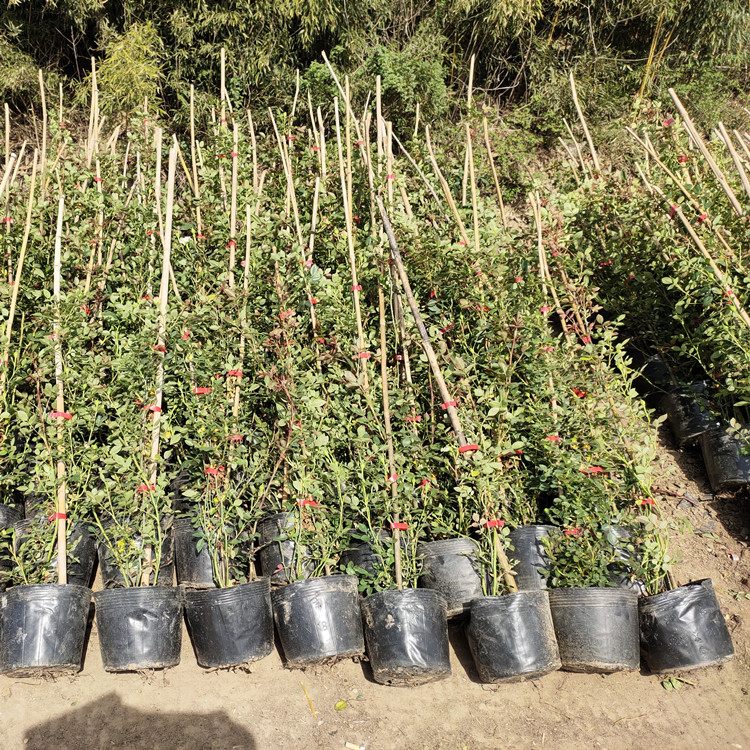 藤彩虹月季 点亮庭院的攀援精灵