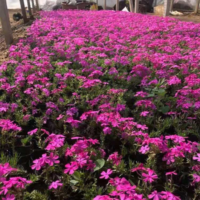 青州泳泽园艺 芝樱与丛生福禄考的繁育与直销基地