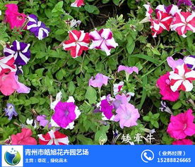 山东绿化苗木中的璀璨明珠——青州皓旭花卉