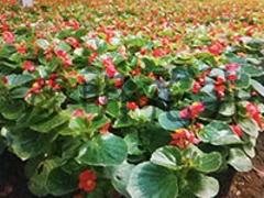 辽宁草花 来彦明花卉苗木,买优惠的草花