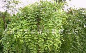 低价出售龙爪槐｜专业苗木生产基地直供，打造精品盆栽绿植