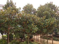 红枫之美——沭阳久久绿化园林苗木中心与全球花木网的合作