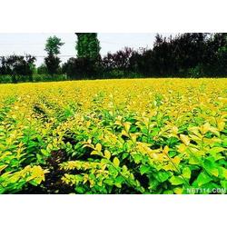 花卉苗木产业 批发、供应与厂家全解析