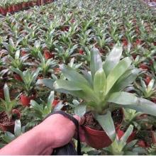 兰州蓝森苗木种植中心 优质花卉苗木供应商