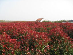 青岛和林花木 优质白蜡产品引领花卉苗木市场