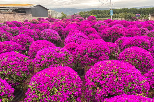 宜良苗木花卉产业发展蓬勃，技术人才储备突破三万